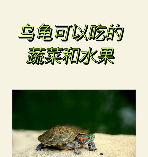 观赏型乌龟的饮食需求(了解观赏型乌龟的食物选择与喂养技巧)(图3) 观赏型乌龟的饮食需求(了解观赏型乌龟的食物选择与喂养技巧)(图3)