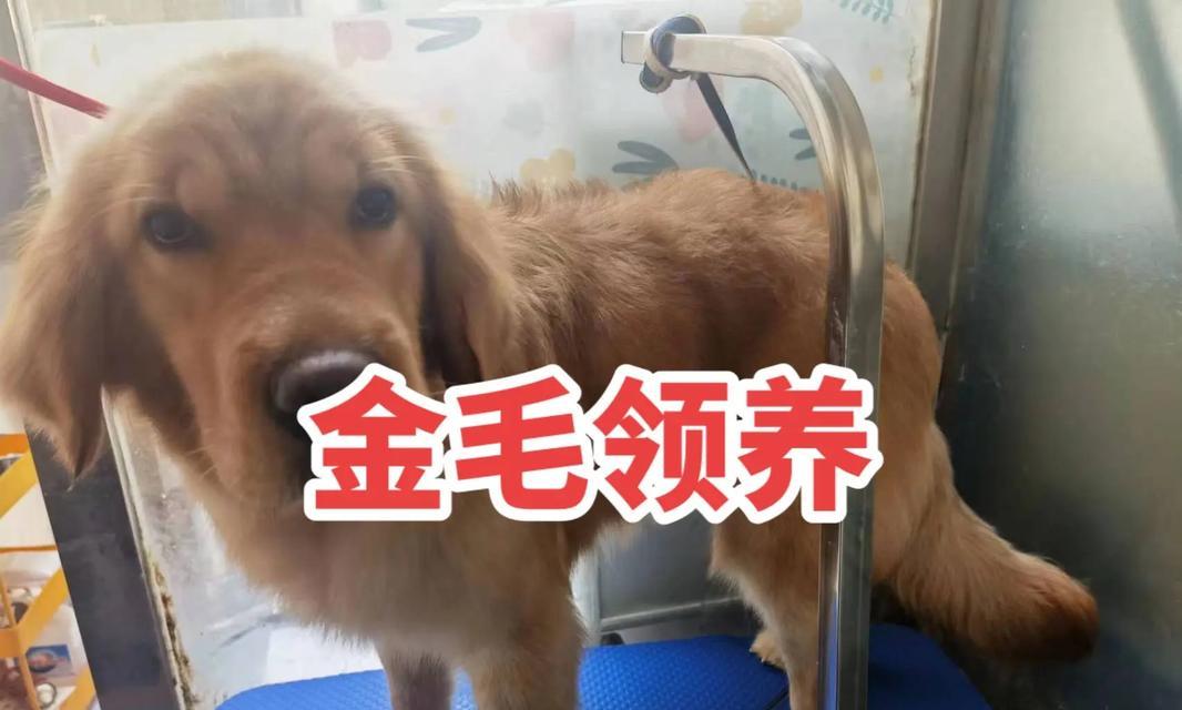 五个月的金毛宝宝是如何成长的？（探寻金毛宝宝五个月时的样貌和行为特点）(图3)