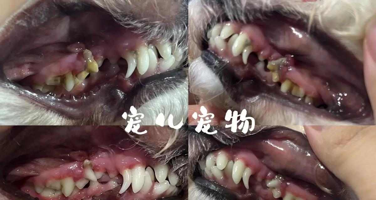 探讨狗狗的牙齿生长周期（狗狗牙齿的发育过