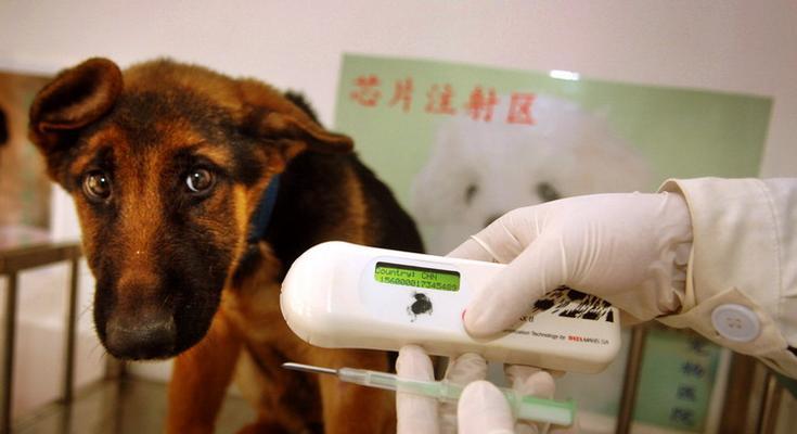 幼犬打芯片的必备证明与程序(保护宠物安全与健康的重要举措)(图1) 幼犬打芯片的必备证明与程序(保护宠物安全与健康的重要举措)(图1)
