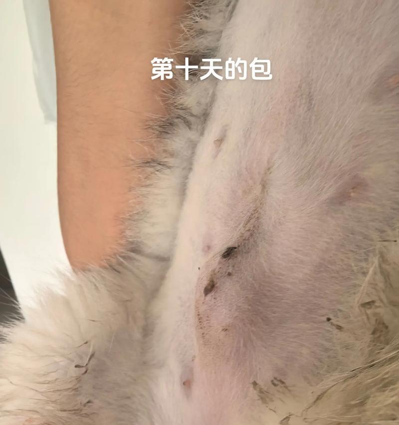 绝育后猫的饮食指南(科学合理的饮食,让绝育猫更健康)(图2) 绝育后猫的饮食指南(科学合理的饮食,让绝育猫更健康)(图2)