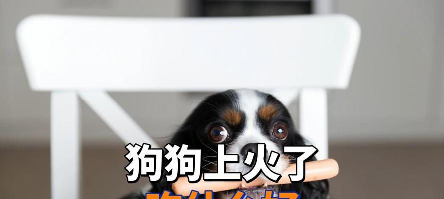 小狗的饮食对成长有重要影响(以小狗吃什么可以长不大为主题的探讨)(图2) 小狗的饮食对成长有重要影响(以小狗吃什么可以长不大为主题的探讨)(图2)