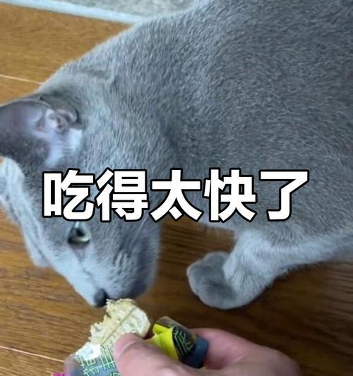 猫咪美味佳肴——自制食物让爱猫更健康（用心为爱猫亲自下厨，让它享受滋味人生）(图1)