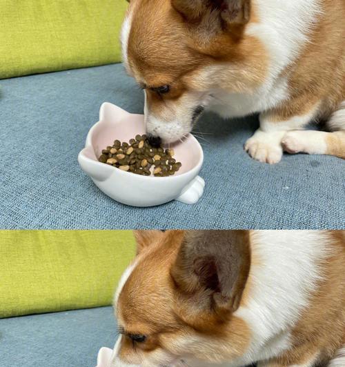 如何缓解狗狗反胃干呕?(以饮食调理和草药治疗为主要方法)(图1) 如何缓解狗狗反胃干呕?(以饮食调理和草药治疗为主要方法)(图1)