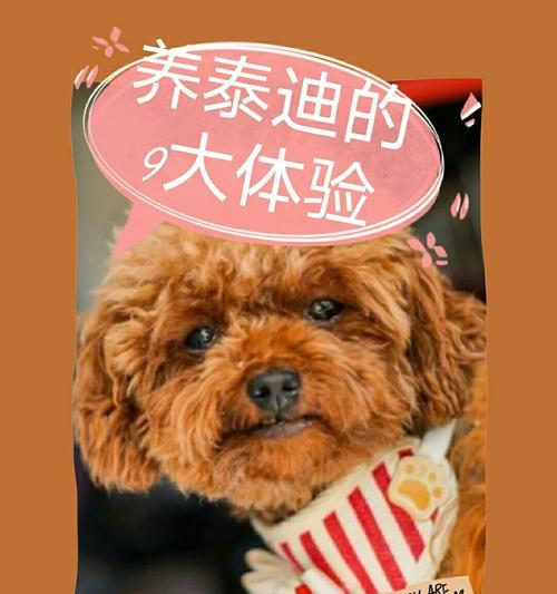 泰迪犬换牙时间及注意事项（了解泰迪犬的换
