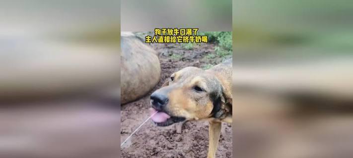 狗口渴可能的病症及应对方法(探究狗口渴的原因和治疗方式)(图2) 狗口渴可能的病症及应对方法(探究狗口渴的原因和治疗方式)(图2)