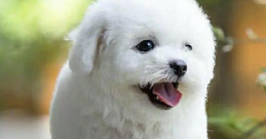 探秘狗狗飞耳的奥秘(狗狗飞耳的起源、特征和功能)(图2) 探秘狗狗飞耳的奥秘(狗狗飞耳的起源、特征和功能)(图2)