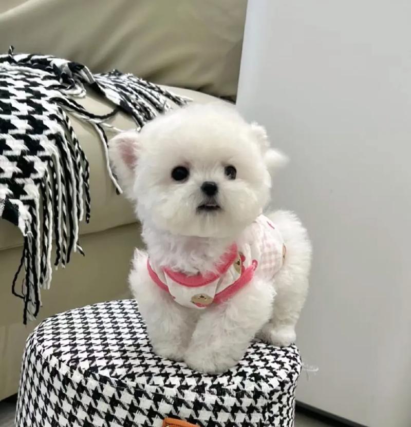探秘狗狗飞耳的奥秘(狗狗飞耳的起源、特征和功能)(图3) 探秘狗狗飞耳的奥秘(狗狗飞耳的起源、特征和功能)(图3)