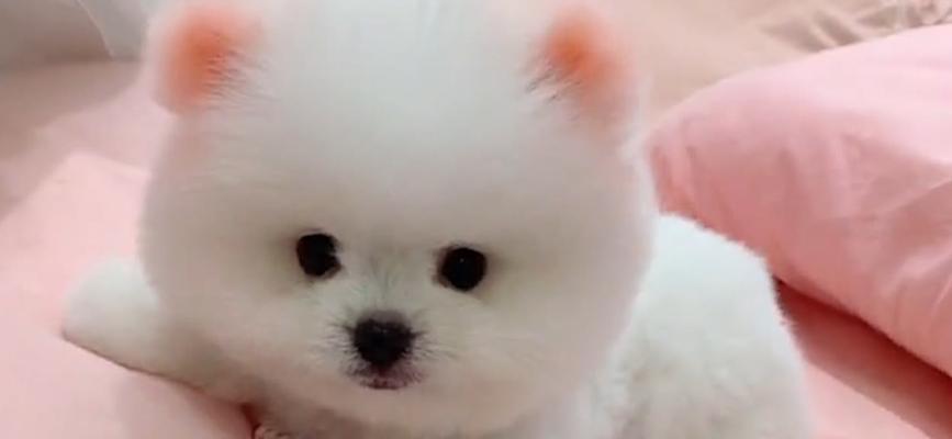 为什么狗狗老尿床上?(探究狗狗尿床的原因和解决办法)(图3) 为什么狗狗老尿床上?(探究狗狗尿床的原因和解决办法)(图3)