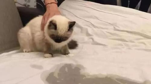 为什么狗狗老尿床上？（探究狗狗尿床的原因