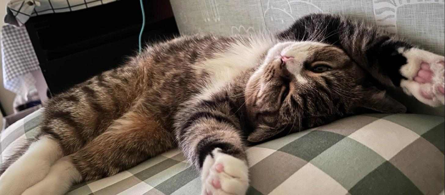探究猫为何喜欢喝热水(热水与猫的健康关系探讨)(图2) 探究猫为何喜欢喝热水(热水与猫的健康关系探讨)(图2)