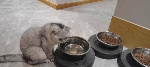 探究猫为何喜欢喝热水(热水与猫的健康关系探讨)(图3) 探究猫为何喜欢喝热水(热水与猫的健康关系探讨)(图3)