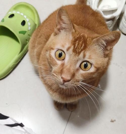 探究猫为何喜欢喝热水（热水与猫的健康关系