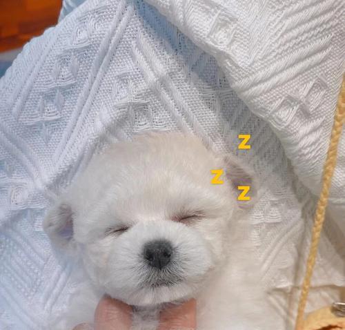 探秘狗狗飞耳的奥秘（狗狗飞耳的起源、特征