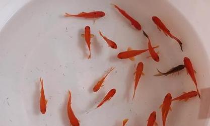 以鱼跟植物能一起养吗？（探索鱼类和植物之