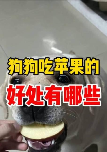 狗吃苹果的好处和坏处(探究狗吃苹果的益处和潜在风险)(图1) 狗吃苹果的好处和坏处(探究狗吃苹果的益处和潜在风险)(图1)