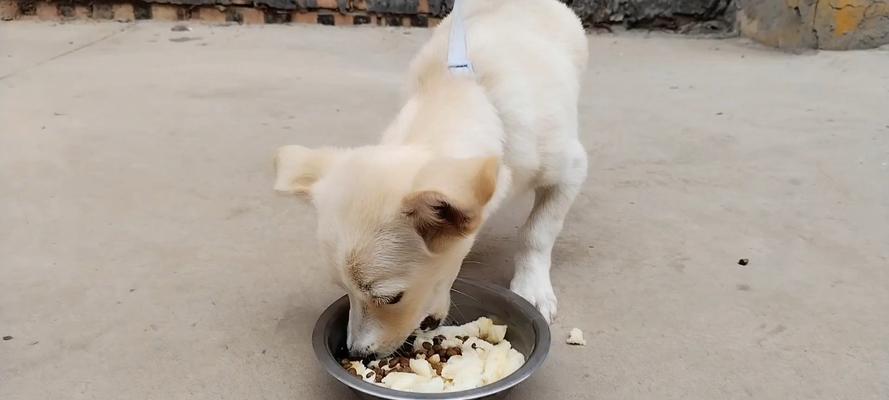 馒头宠物狗——中国特色的宠物狗品种（探秘