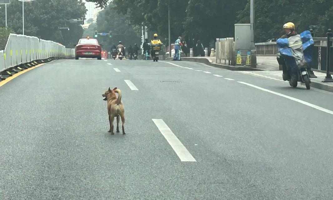为什么狗身子会发冷？（探究导致狗身体发冷