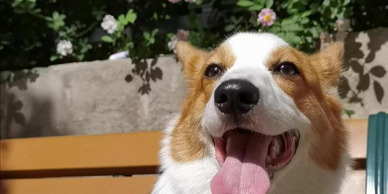 狗的舌头（揭秘狗舌头的秘密，你所不知道的