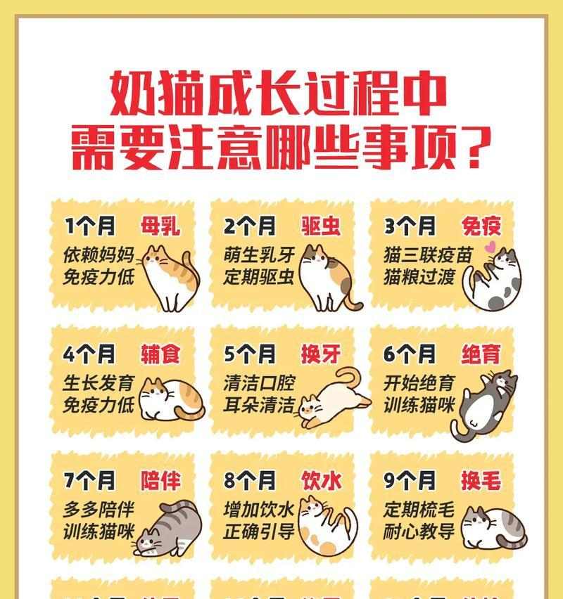 养猫须知——家中猫咪的注意事项(关爱猫咪,共创幸福家庭)(图2) 养猫须知——家中猫咪的注意事项(关爱猫咪,共创幸福家庭)(图2)