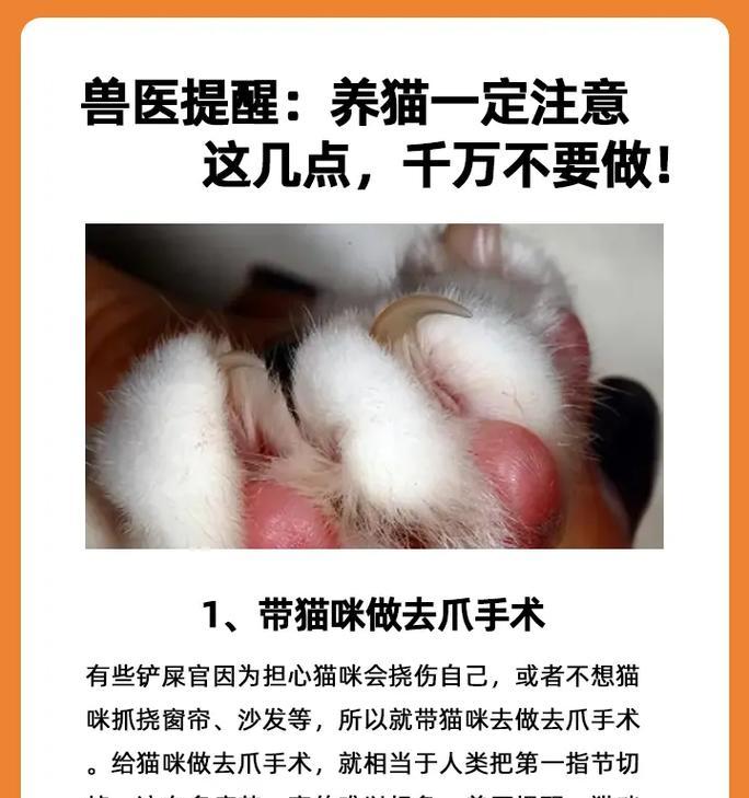 养猫须知——家中猫咪的注意事项（关爱猫咪
