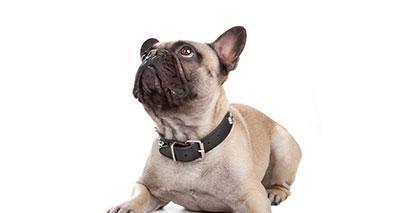 法国斗牛犬（探索法国斗牛犬体型演变的关键