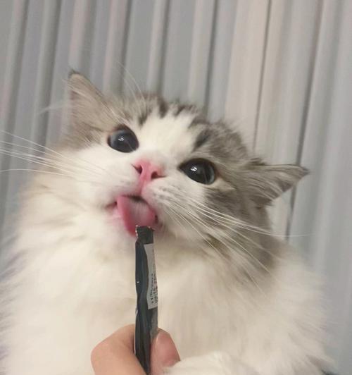猫为什么吐舌头?(揭开猫咪舌头的神秘面纱)(图4) 猫为什么吐舌头?(揭开猫咪舌头的神秘面纱)(图4)