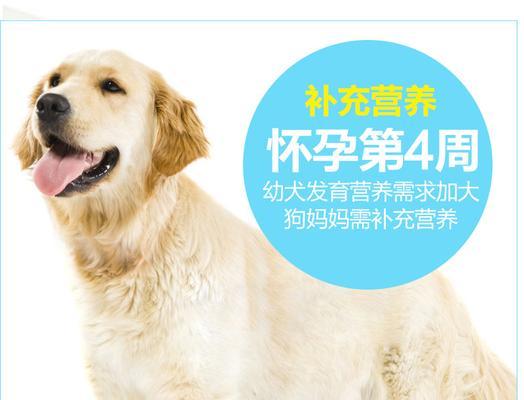 泰迪狗生病恢复期的适宜食物(以狗泰迪狗生病恢复期吃什么食物为主题的饮食建议)(图3) 泰迪狗生病恢复期的适宜食物(以狗泰迪狗生病恢复期吃什么食物为主题的饮食建议)(图3)