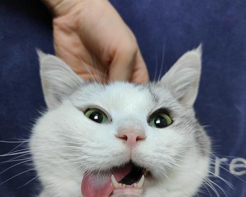 猫为什么吐舌头?(揭开猫咪舌头的神秘面纱)(图2) 猫为什么吐舌头?(揭开猫咪舌头的神秘面纱)(图2)