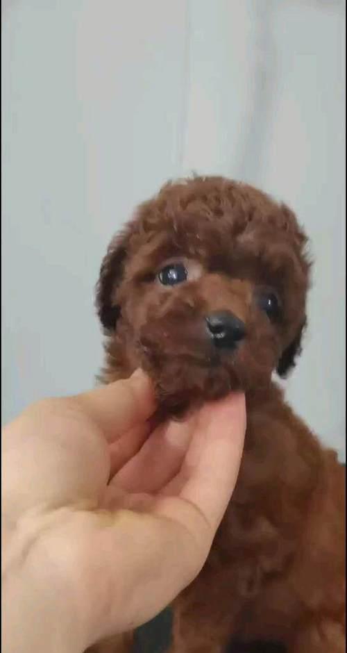 泰迪狗生病恢复期的适宜食物（以狗泰迪狗生