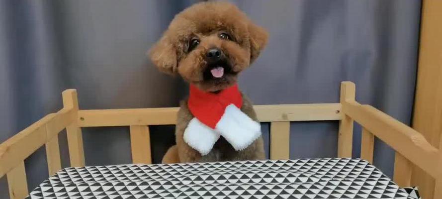 泰迪狗生病恢复期的适宜食物(以狗泰迪狗生病恢复期吃什么食物为主题的饮食建议)(图5) 泰迪狗生病恢复期的适宜食物(以狗泰迪狗生病恢复期吃什么食物为主题的饮食建议)(图5)