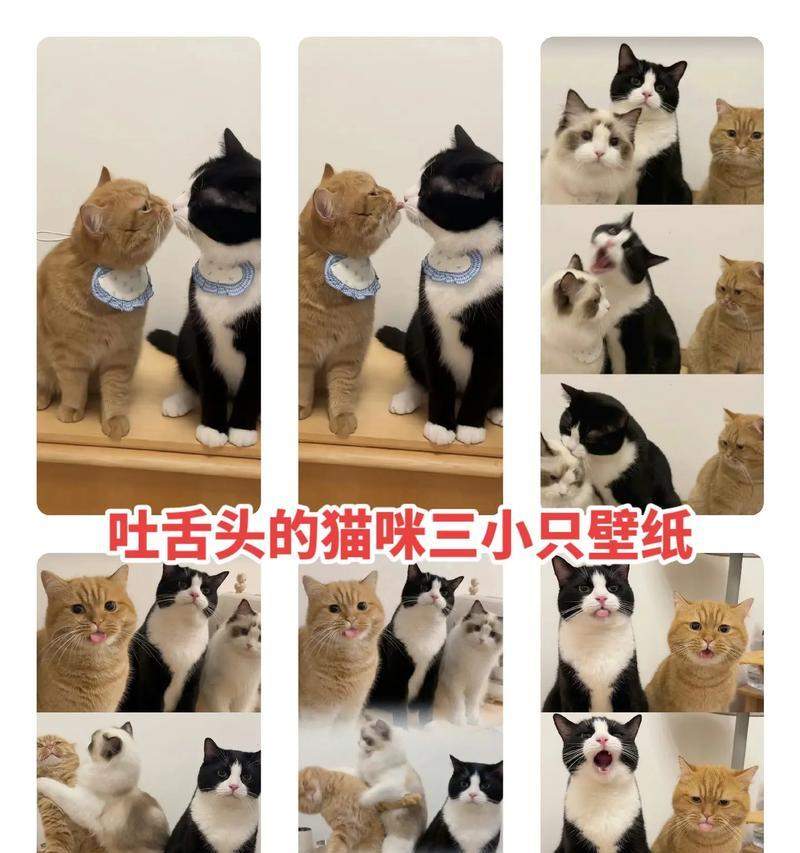猫为什么吐舌头？（揭开猫咪舌头的神秘面纱