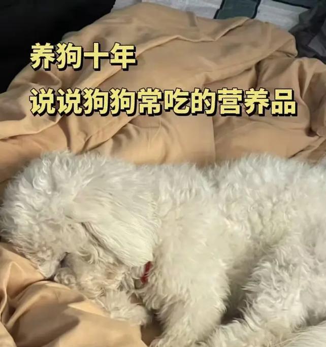 狗狗如何补充营养(为你的爱宠提供健康饮食)(图2) 狗狗如何补充营养(为你的爱宠提供健康饮食)(图2)