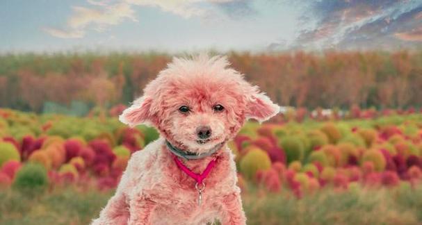 养贵宾犬的女孩(贵宾犬女孩的性格特点及培养方法)(图4) 养贵宾犬的女孩(贵宾犬女孩的性格特点及培养方法)(图4)