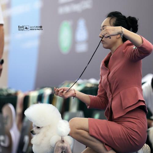 养贵宾犬的女孩(贵宾犬女孩的性格特点及培养方法)(图2) 养贵宾犬的女孩(贵宾犬女孩的性格特点及培养方法)(图2)