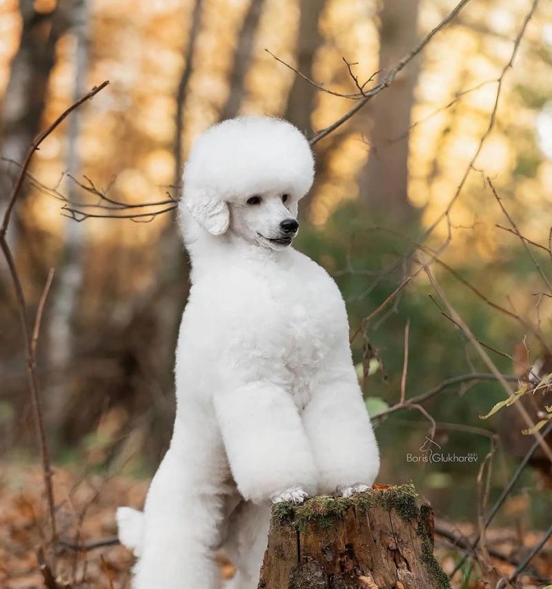 养贵宾犬的女孩（贵宾犬女孩的性格特点及培