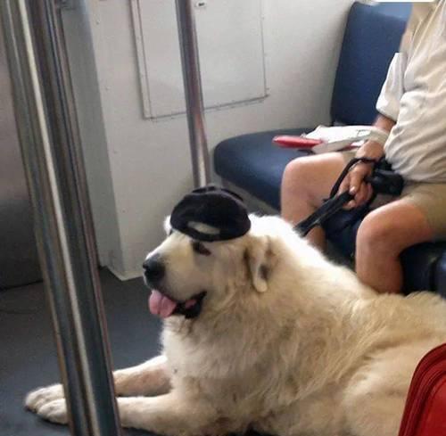 带狗狗乘火车的后果(了解乘火车带狗狗可能面临的问题及解决方法)(图1) 带狗狗乘火车的后果(了解乘火车带狗狗可能面临的问题及解决方法)(图1)
