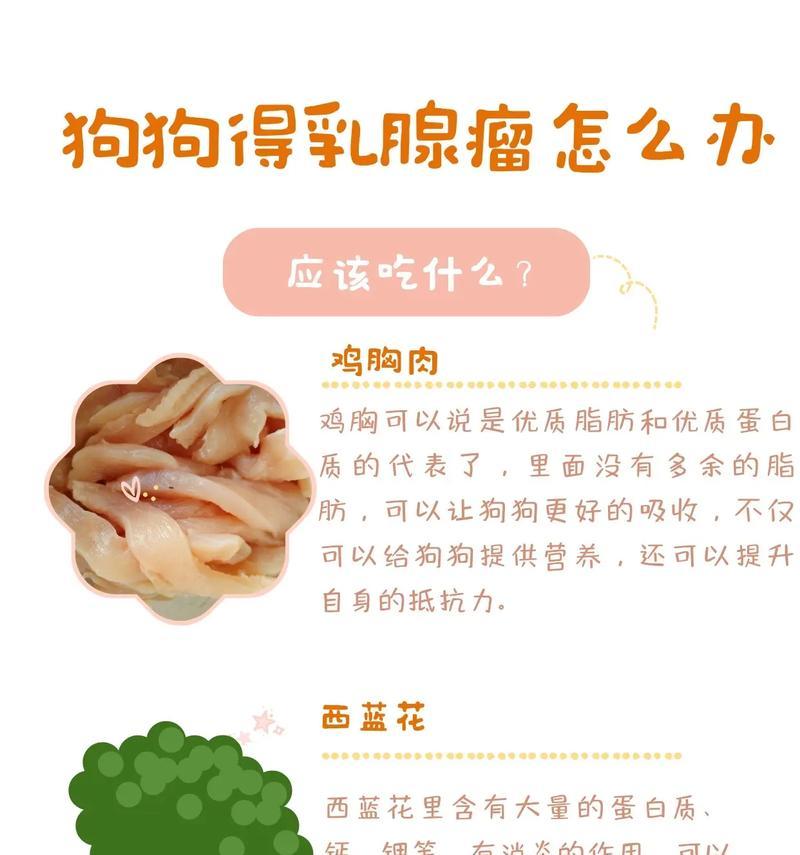 狗狗如何补充营养（为你的爱宠提供健康饮食