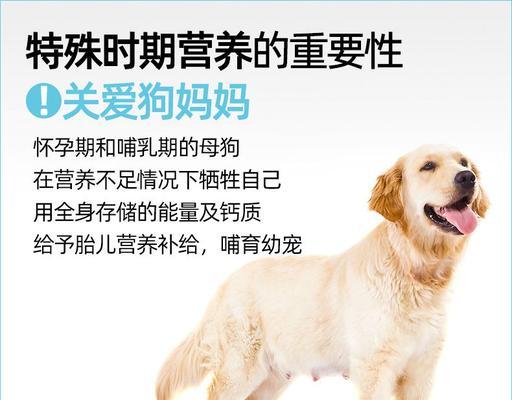 母狗怀孕后期的注意事项(怀孕后期如何照顾母狗)(图2) 母狗怀孕后期的注意事项(怀孕后期如何照顾母狗)(图2)