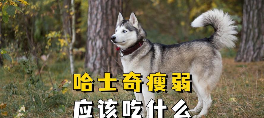 哈士奇的健康饮食之道（了解哈士奇的辅食需