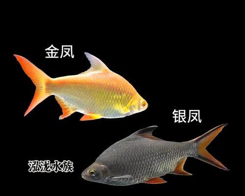 银龙鱼与其他鱼类混养的最佳选择（探索与银龙鱼相宜的合作伙伴鱼类，打造和谐水族箱生态环境）(图2)