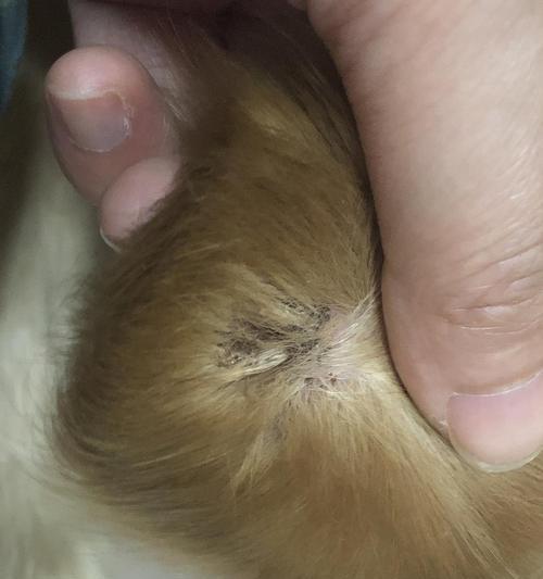 揭秘狗狗窝血的症状和处理方法（狗狗窝血的