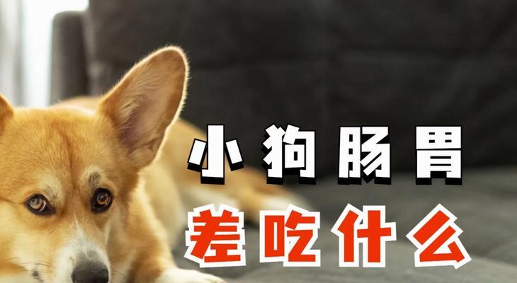 了解狗狗的肠胃宝——肠胃宝的功效与使用方法(维护狗狗健康的关键,肠胃宝!)(图1) 了解狗狗的肠胃宝——肠胃宝的功效与使用方法(维护狗狗健康的关键,肠胃宝!)(图1)