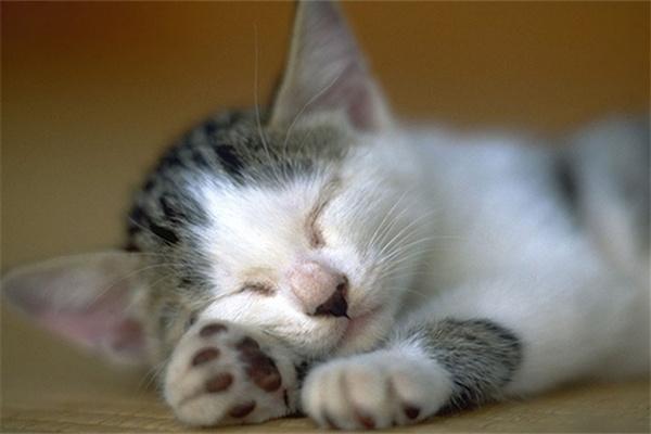 哪些人不适合养猫? 哪些人不适合养猫?