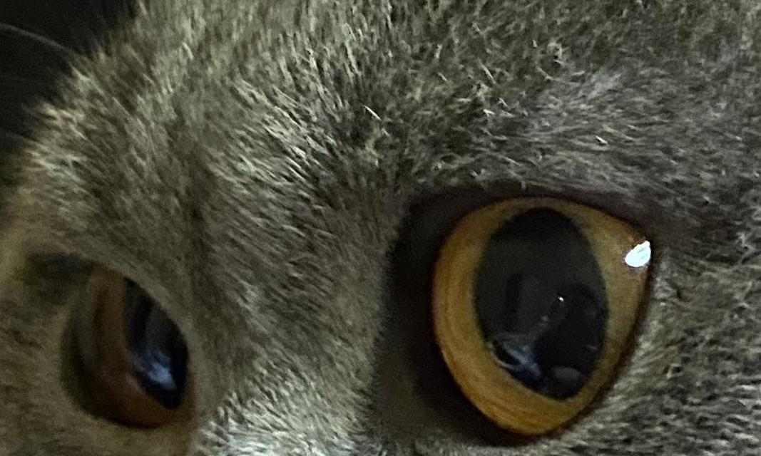 猫眼下的世界(透过猫眼看世界的秘密)(图2) 猫眼下的世界(透过猫眼看世界的秘密)(图2)