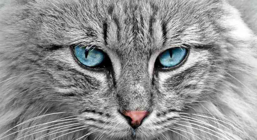 猫眼下的世界(透过猫眼看世界的秘密)(图1) 猫眼下的世界(透过猫眼看世界的秘密)(图1)