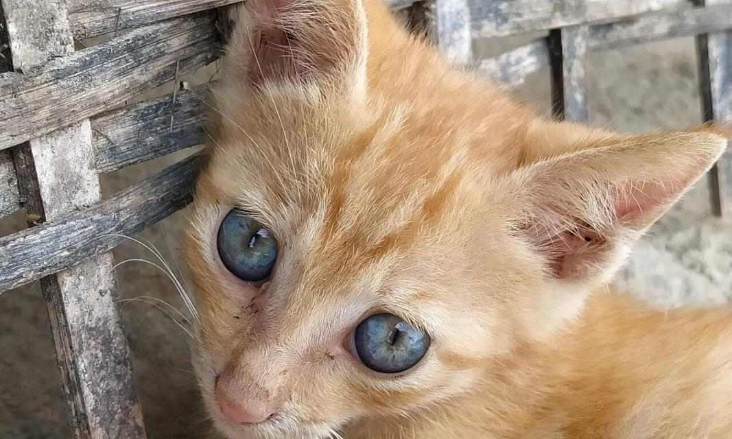 猫眼下的世界(透过猫眼看世界的秘密)(图3) 猫眼下的世界(透过猫眼看世界的秘密)(图3)