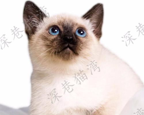 泰国猫的特点和习性(探寻泰国猫的独特之处)(图4) 泰国猫的特点和习性(探寻泰国猫的独特之处)(图4)