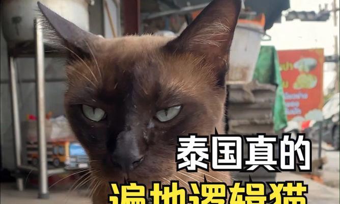 泰国猫的特点和习性(探寻泰国猫的独特之处)(图2) 泰国猫的特点和习性(探寻泰国猫的独特之处)(图2)