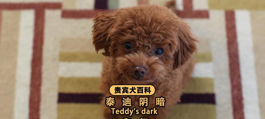贵宾犬毛为何会逐渐变白?(探究贵宾犬毛变白的原因和影响)(图1) 贵宾犬毛为何会逐渐变白?(探究贵宾犬毛变白的原因和影响)(图1)